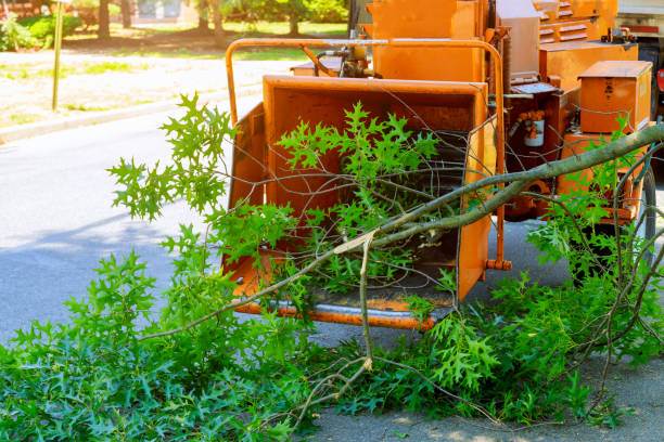 Best Pest Control for Lawns  in Rpinteria, CA