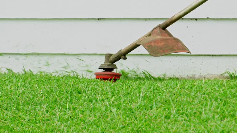 Carpinteria, CA Tree Services Company